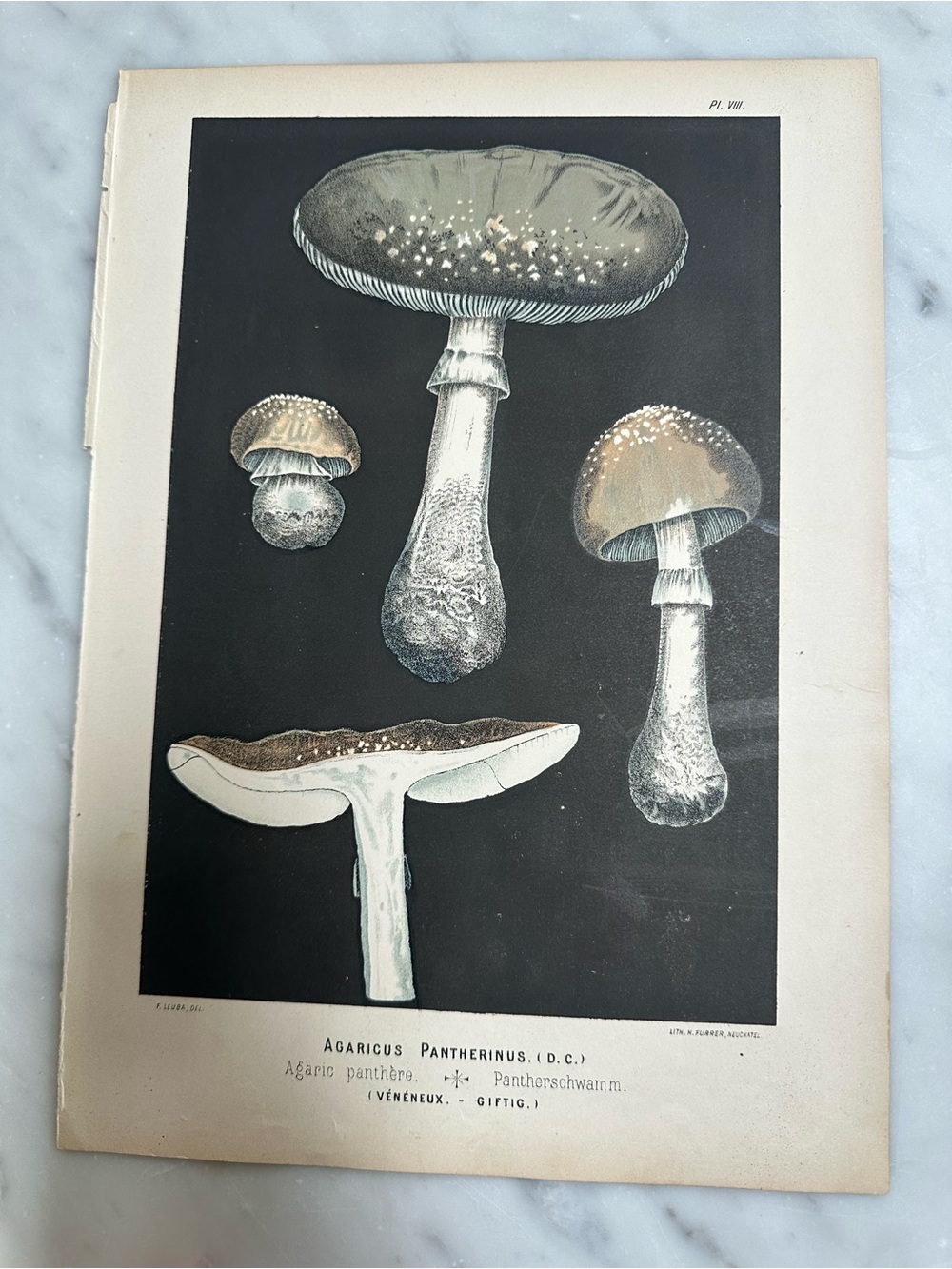 1890 Fritz Leuba Mushroom Chromolithograph Plate